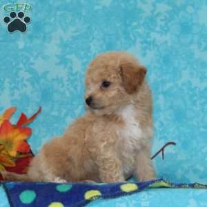 Elm, Bich-Poo Puppy